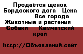 Продаётся щенок Бордоского дога › Цена ­ 37 000 - Все города Животные и растения » Собаки   . Камчатский край